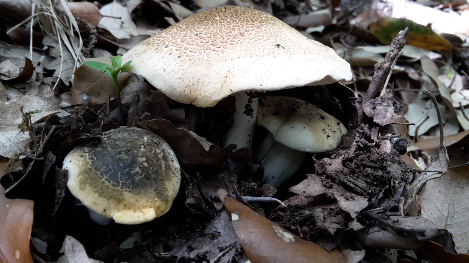 Tricholoma lascivum???in collina a giugno